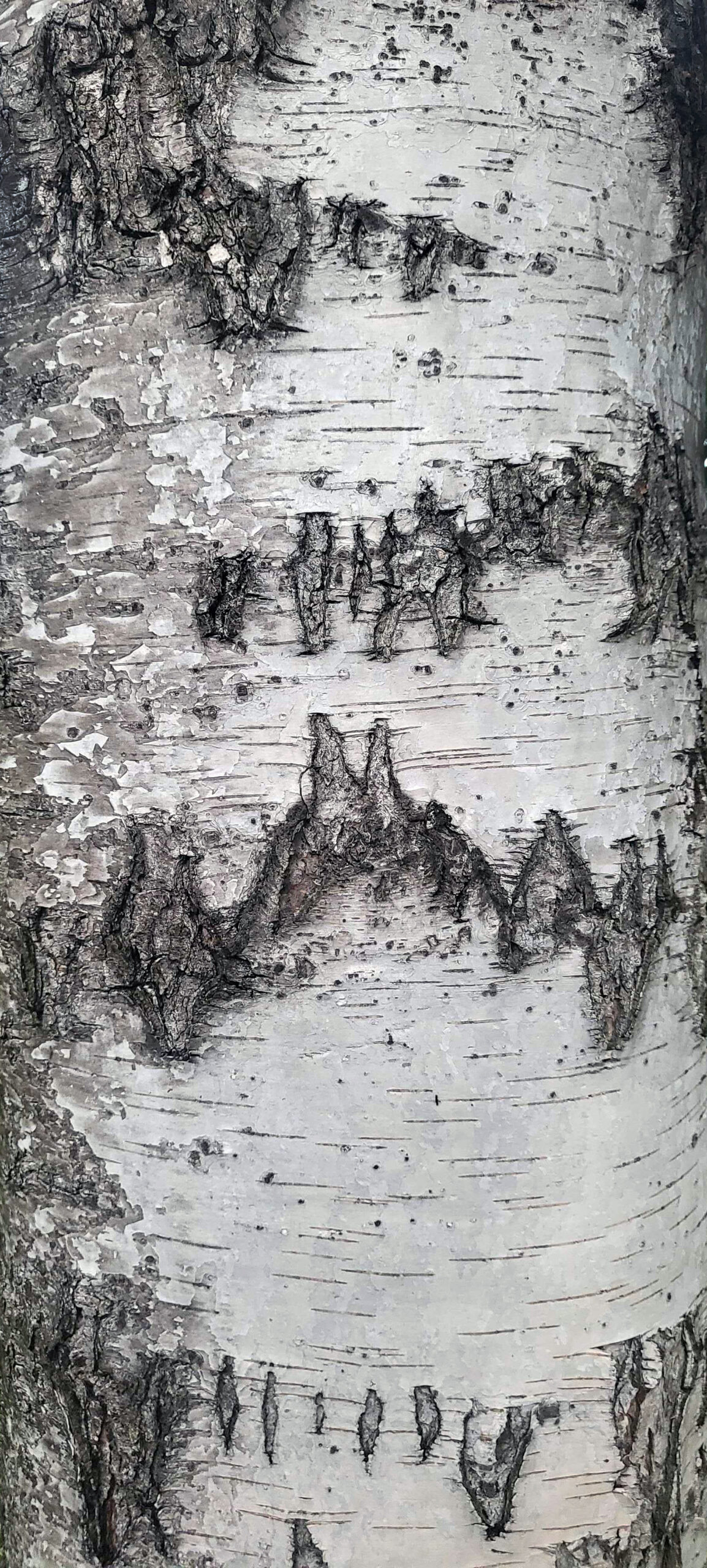 Birch tree's bark